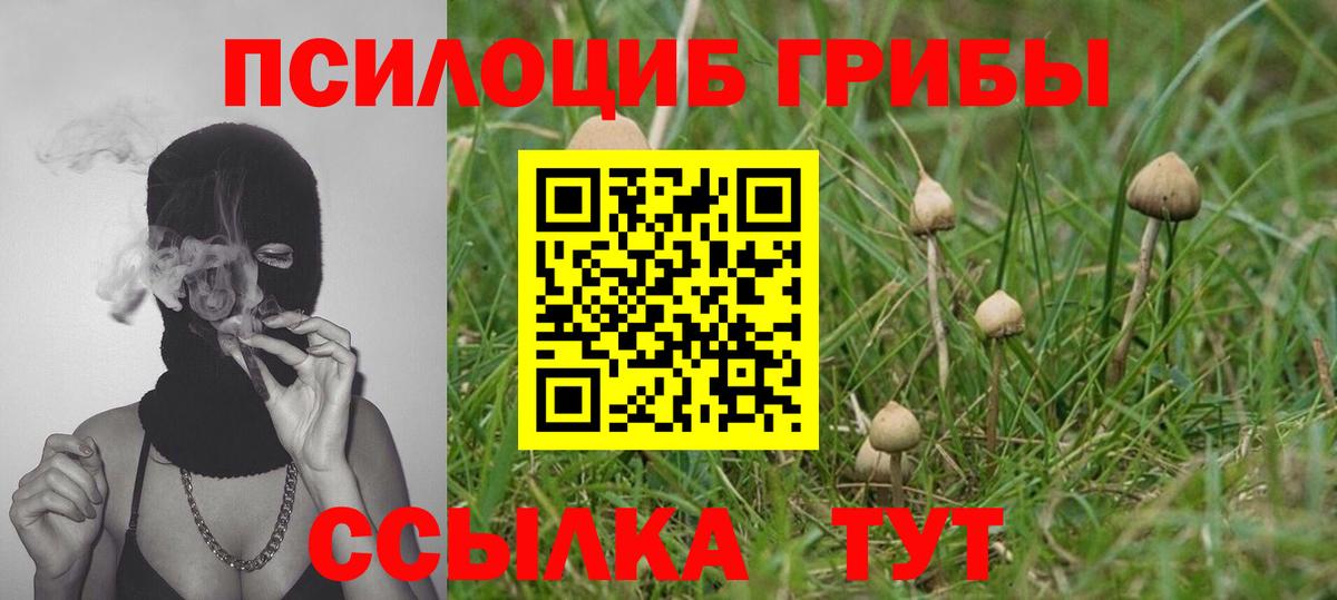Галлюциногенные грибы Psilocybine cubensis Люберцы